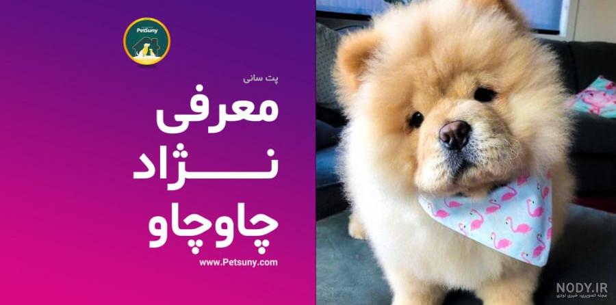 مشخصات کامل، قیمت و خرید نژاد سگ چاو چاو (Chow Chow) | پت راید مشخصات کامل، قیمت و خرید نژاد سگ چاو چاو (Chow Chow) | پت راید