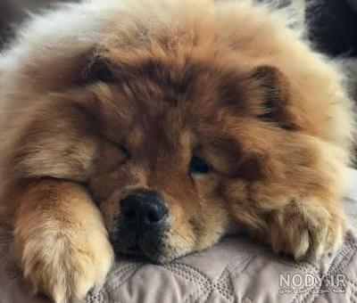معرفی سگ نژاد چاوچاو - Chow Chow - پت سانی معرفی سگ نژاد چاوچاو - Chow Chow - پت سانی