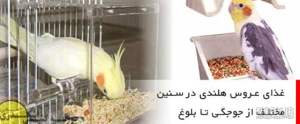 عکس غذای عروس هلندی جوجه