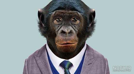 عکس میمون🐒دانلود 16 عکس میمون با کیفیت بالا عکس میمون🐒دانلود 16 عکس میمون با کیفیت بالا