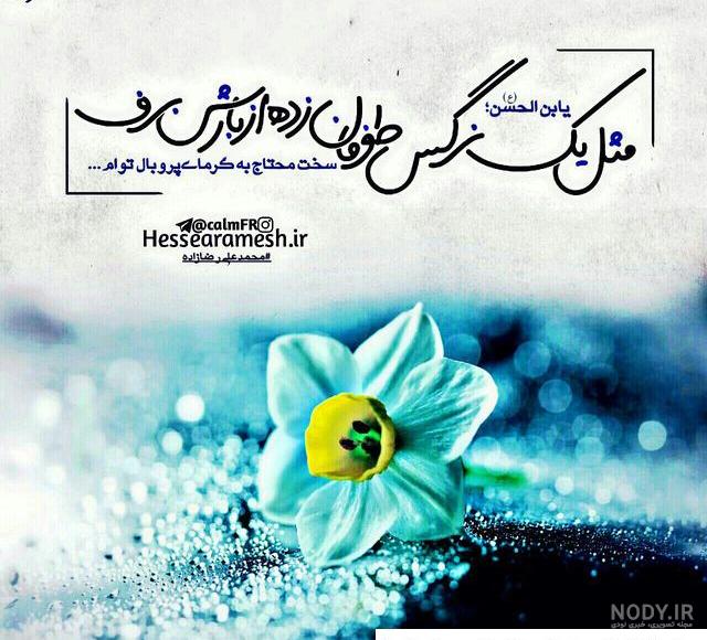 عکس گل نوشته نرگس