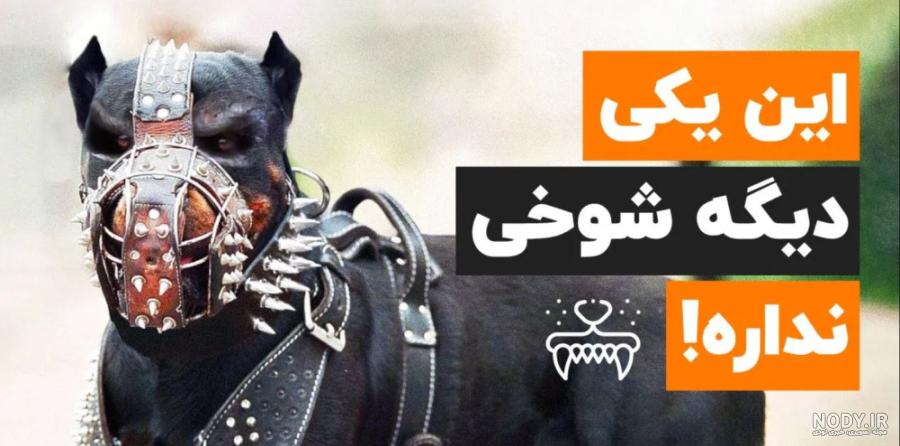 عکس وحشی ترین سگ در دنیا عکس وحشی ترین سگ در دنیا