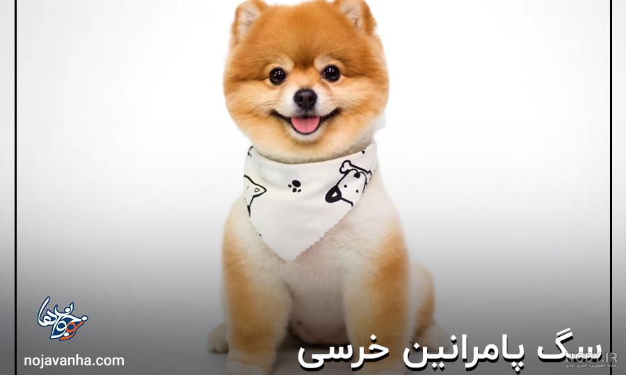 فروش پامرانين ، پامر خرسي ، پامر عروسكي ، پامرين