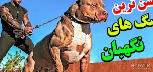 مجموعه عکس از وحشی ترین سگ دنیا (جدید) مجموعه عکس از وحشی ترین سگ دنیا (جدید)