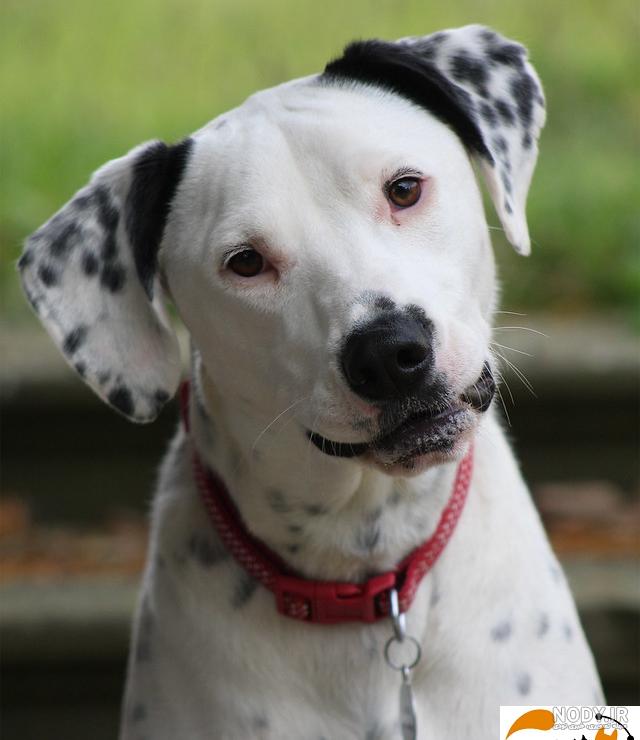 مشخصات کامل، قیمت و خرید نژاد سگ دالمیشن (Dalmatian) | پت راید