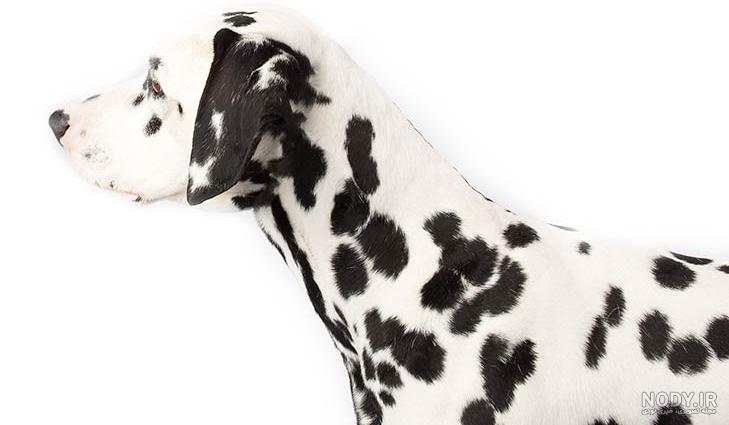 مشخصات کامل، قیمت و خرید نژاد سگ دالمیشن (Dalmatian) | پت راید