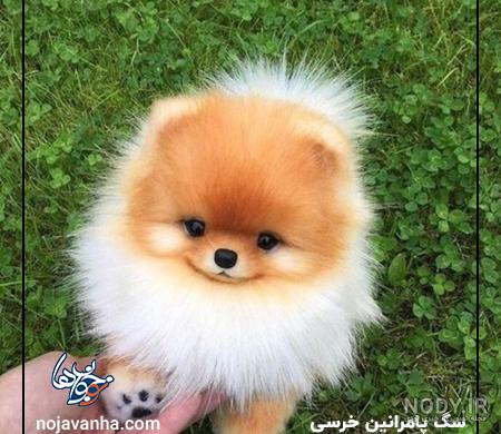 معرفی انواع نژاد سگ پامرانین (خرسی - روباهی - عروسکی)