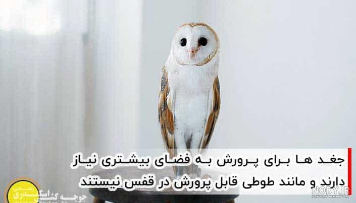نجات 4 بهله جوجه جغد کمیاب در شوشتر+عکس | خبرگزاری صدا و سیما نجات 4 بهله جوجه جغد کمیاب در شوشتر+عکس | خبرگزاری صدا و سیما