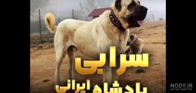 گالری عکس سگ وحشی از نژادهای مختلف - ستاره گالری عکس سگ وحشی از نژادهای مختلف - ستاره
