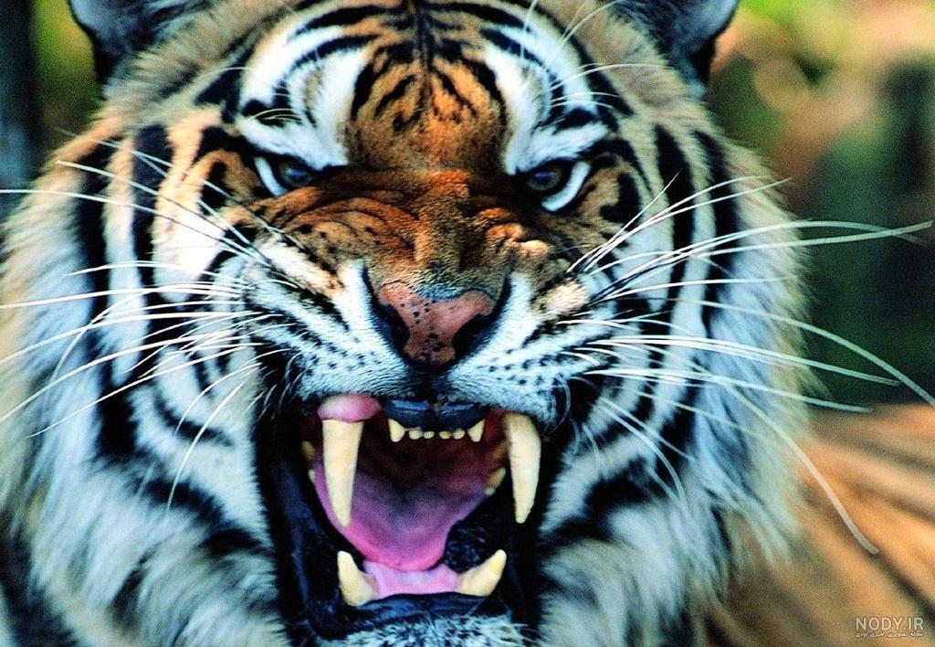 تصاویر ببر | توعکس، گالری تصاویر