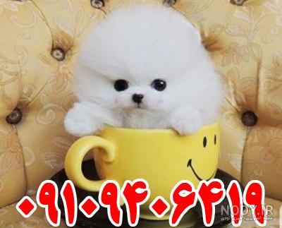عکس سگ فنجونی سفید عکس سگ فنجونی سفید