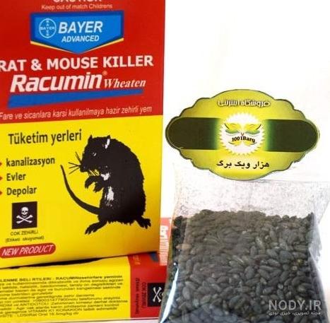 عکس نقاشی موش رنگ شده