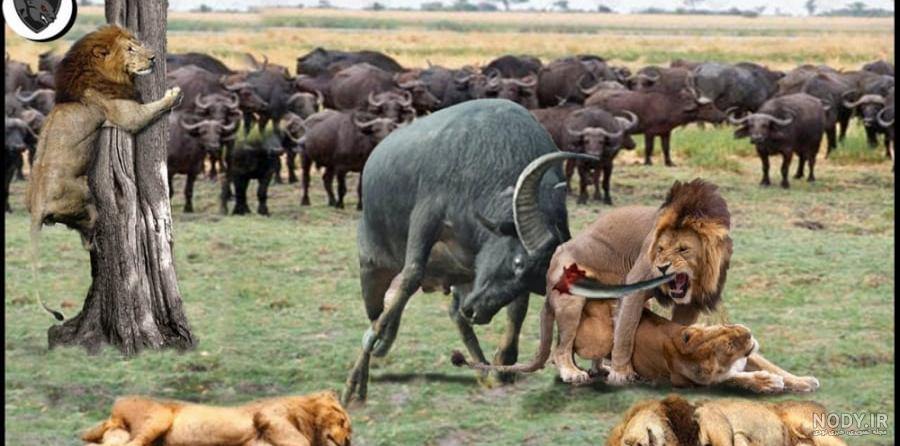 عکس پلنگ و ببر - عکس نودی