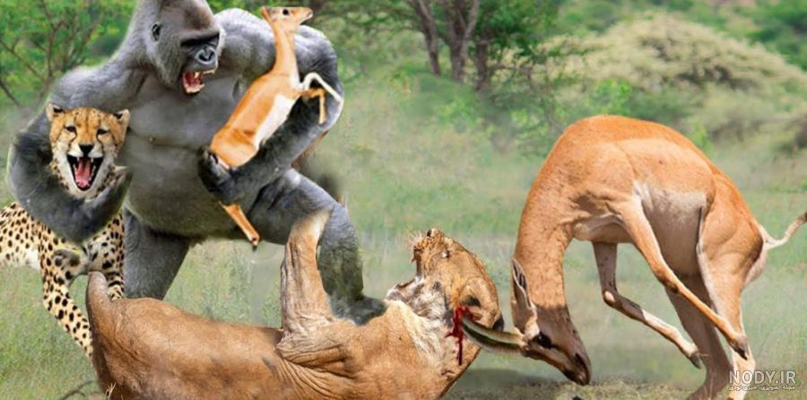 عکس پلنگ و شیر - عکس نودی