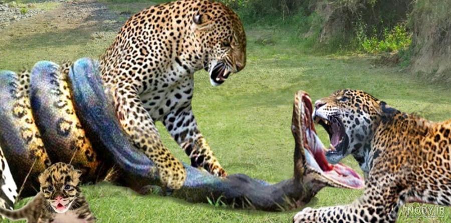 عکس پلنگ و شیر - عکس نودی