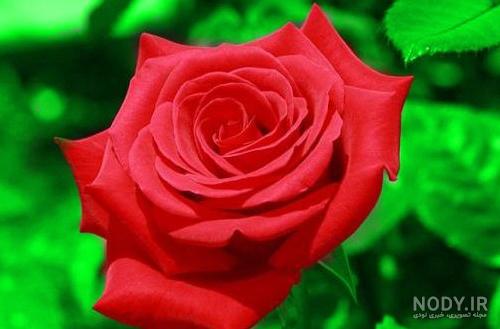 عکس گوشواره دو گرمی طلا