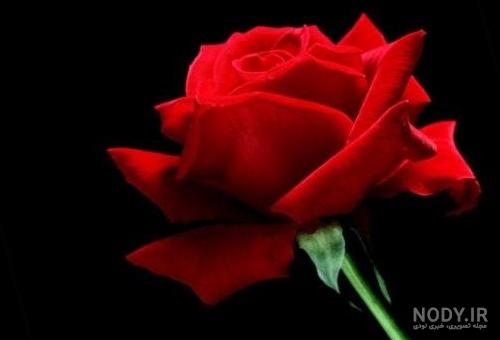 مجموعه عکس جنین مرده در شکم (جدید)