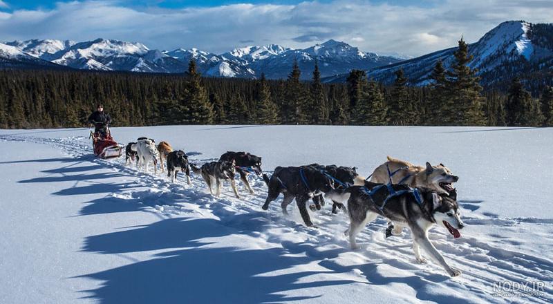 هاسکی Husky - ویرگول هاسکی Husky - ویرگول