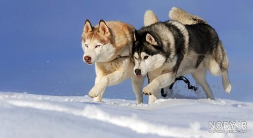 هاسکی Husky - ویرگول هاسکی Husky - ویرگول
