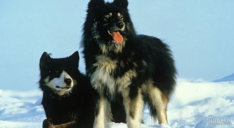 هاسکی Husky - ویرگول هاسکی Husky - ویرگول