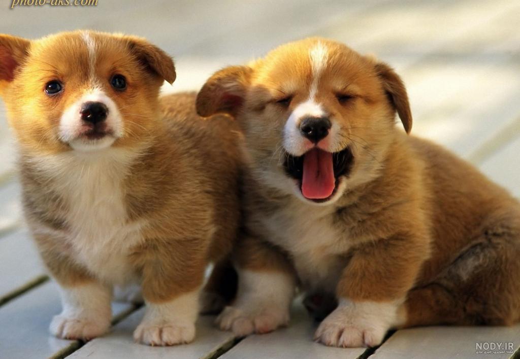 هاسکی Husky - ویرگول هاسکی Husky - ویرگول