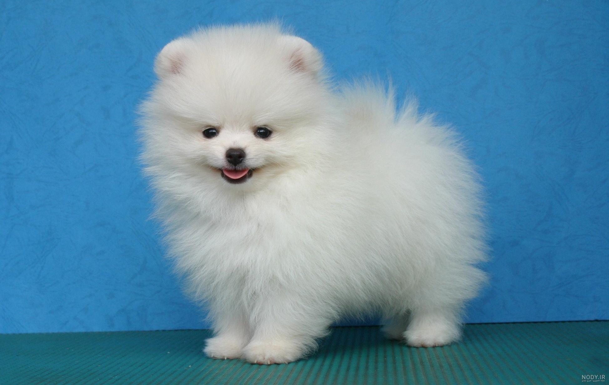 هاسکی Husky - ویرگول هاسکی Husky - ویرگول