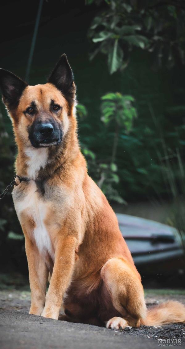 10 تا عکس سگ ژرمن از گونه ها و انواع مختلف با ظاهر متفاوت 🐶