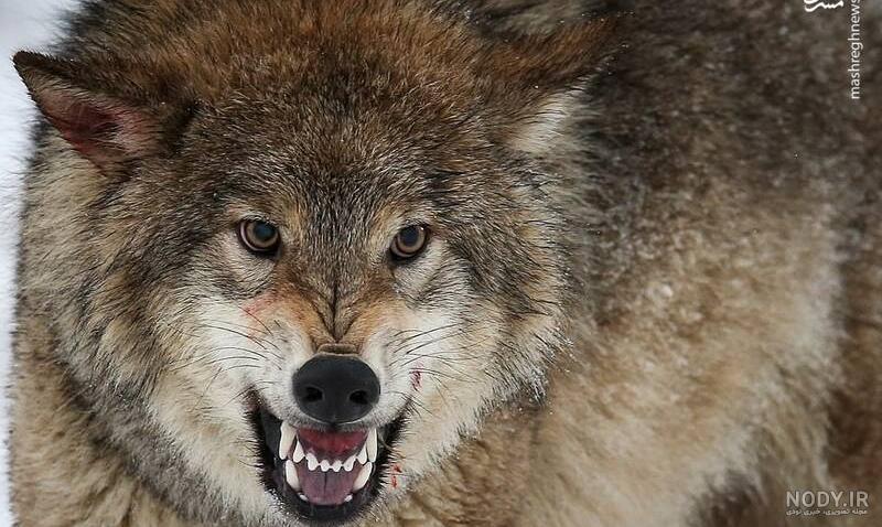 سگ گرگی
