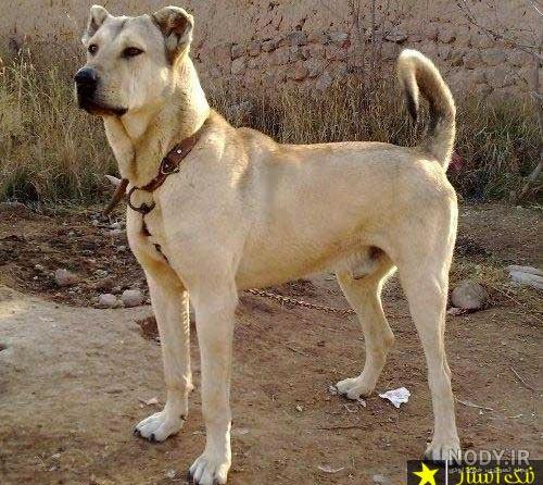 عکس تصویر زمینه سگ سرابی عکس تصویر زمینه سگ سرابی