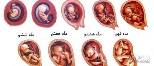 عکس حاملگیتون نی نی سایت