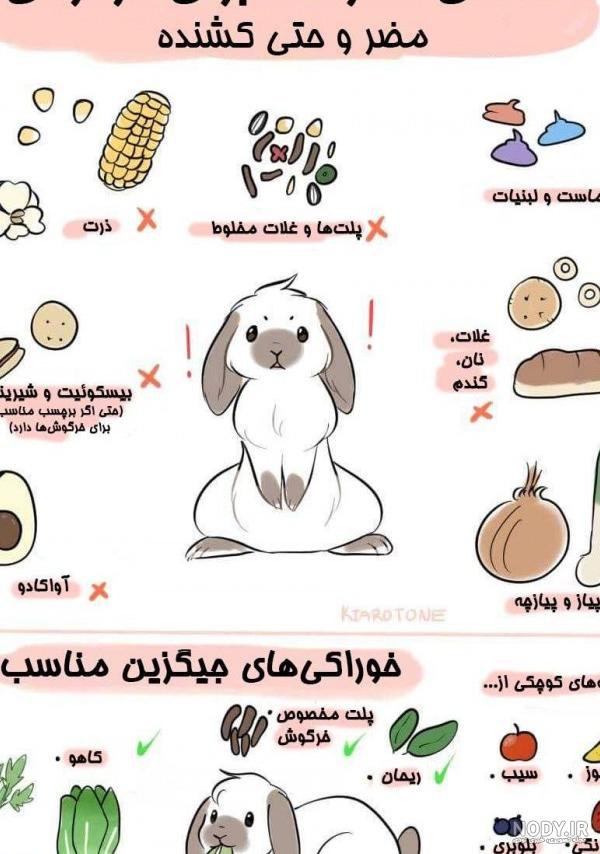عکس خرگوش غذا عکس خرگوش غذا