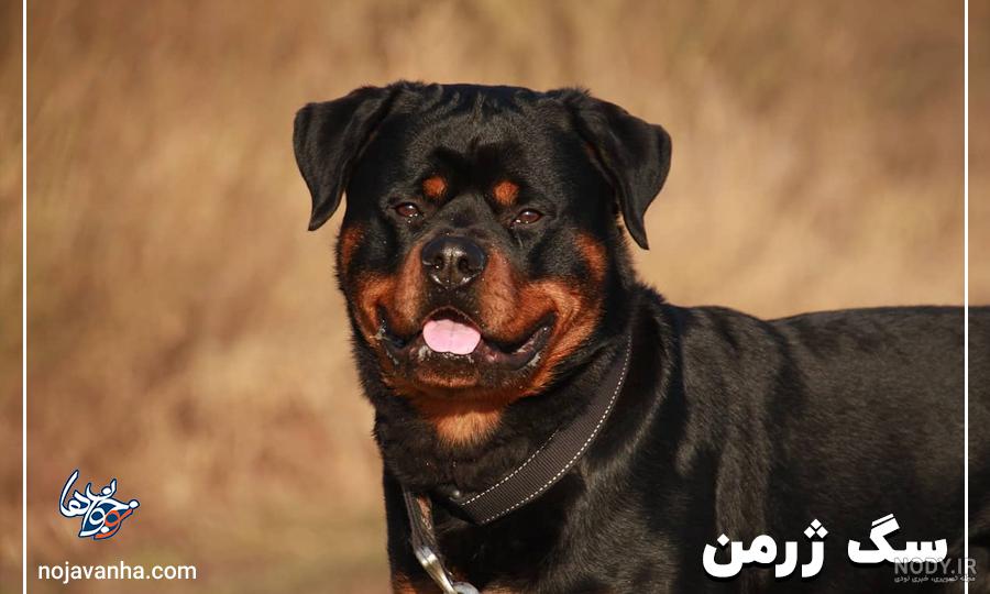 عکس زیبا ژرمن شپرد