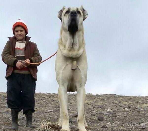 عکس سگ افغان سراب عکس سگ افغان سراب