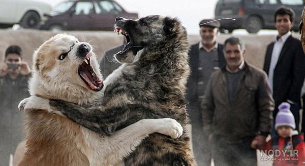 عکس سگ زیبا برای پروفایل؛ عکس سگ بامزه