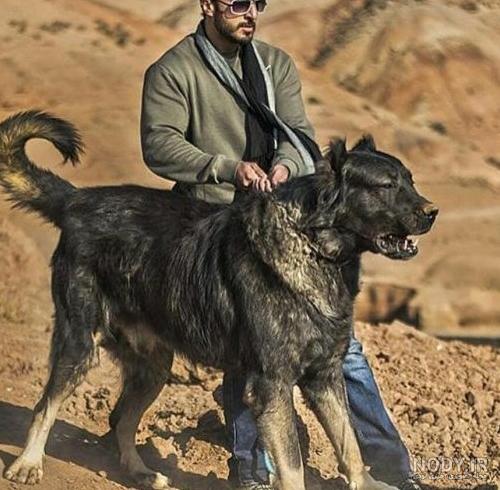 عکس سگ سرابی افغان