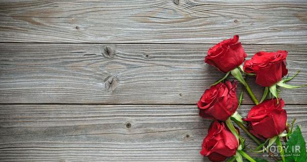 عکس فانتزی شترمرغ - عکس نودی