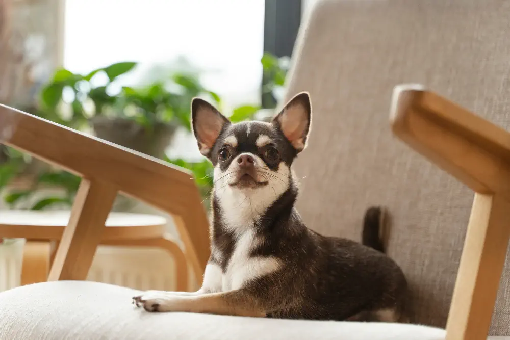 قیمت خرید سگ شیواوا (چی واوا) و بررسی وسایل و غذای سگ chihuahua ...
