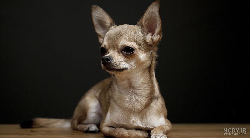 مشخصات کامل، قیمت و خرید نژاد سگ چی واوا (Chihuahua) | پت راید