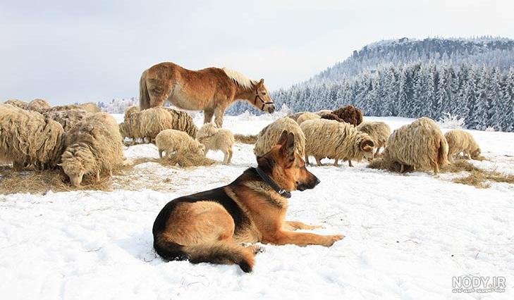 مشخصات کامل، قیمت و خرید نژاد سگ ژرمن شپرد (German Shepherd Dog ...