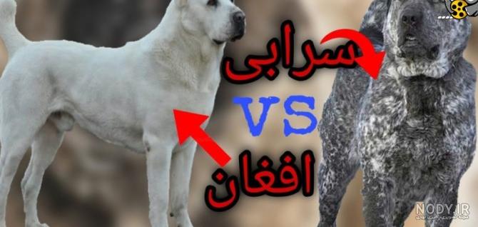 معرفی نژاد سگ افغان معرفی نژاد سگ افغان