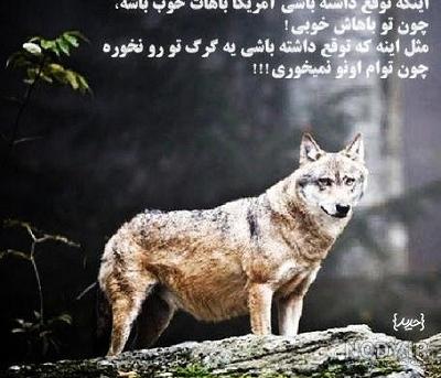 والپیپر دسکتاپ توله سگ های بامزه