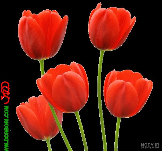 ۴۶ ایده کاردستی پرچم ایران با کاغذ رنگی - ستاره