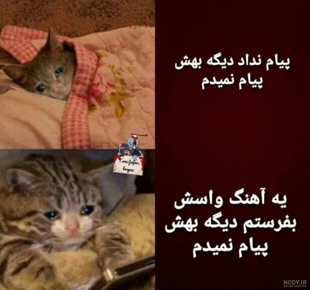 عکس خنده دار گربه و سگ