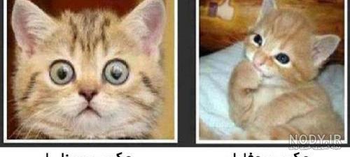 عکس خفن عکس خنده دار حیوانات گربه