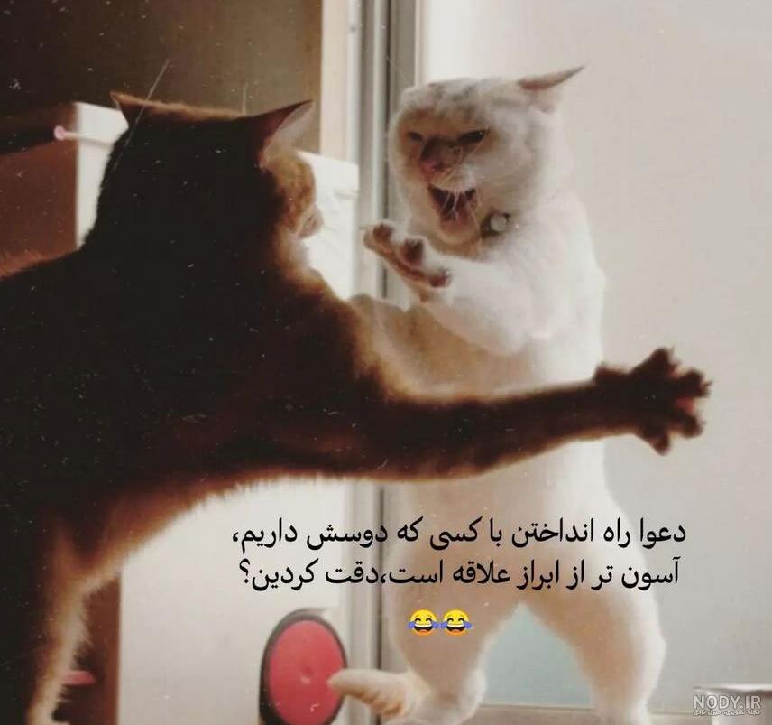 عکس خفن عکس خنده دار حیوانات گربه