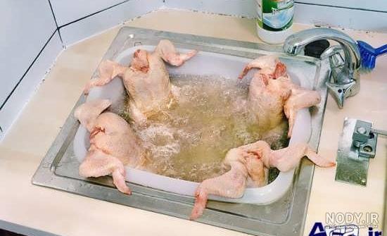 عکس خفن عکس خنده دار حیوانات گربه