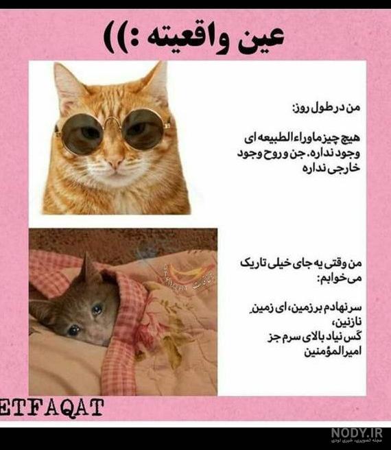 عکس خنده دار گربه و سگ