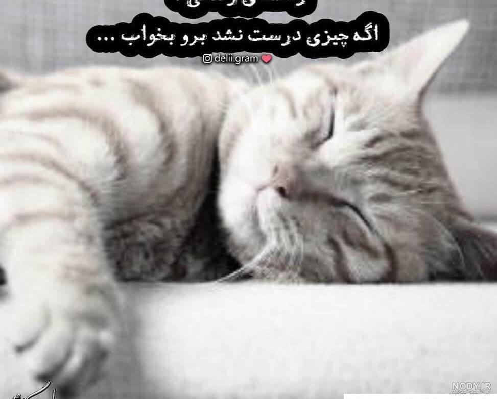 عکس خنده دار گربه و سگ