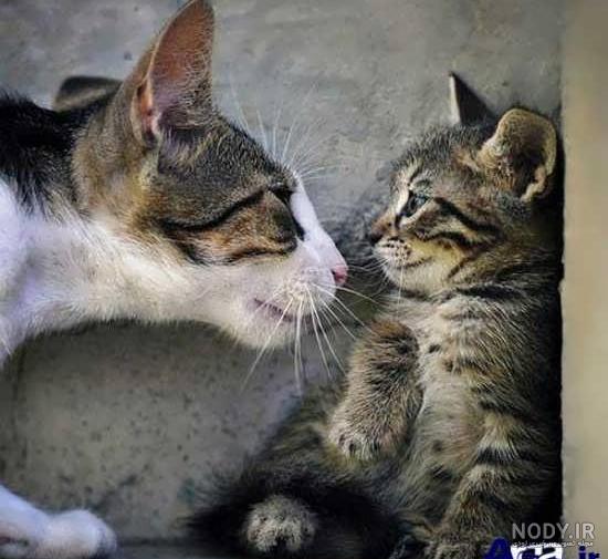 عکس خنده دار گربه و سگ