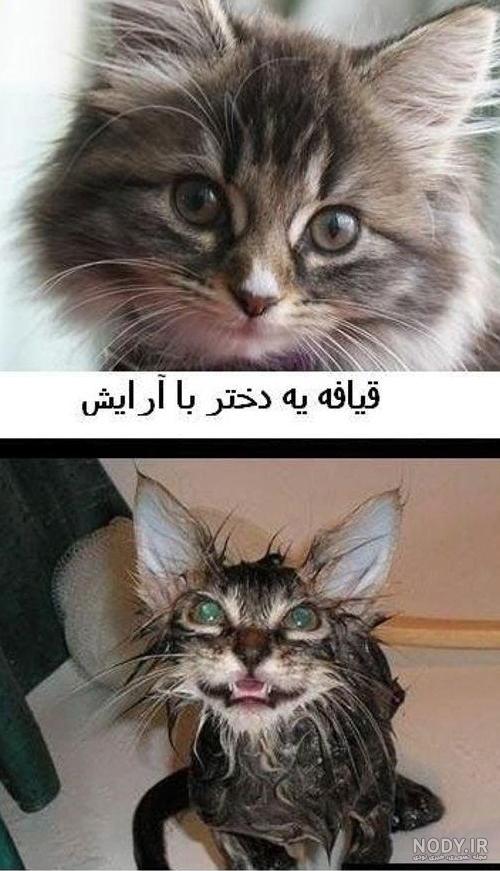 عکس خنده دار گربه و سگ